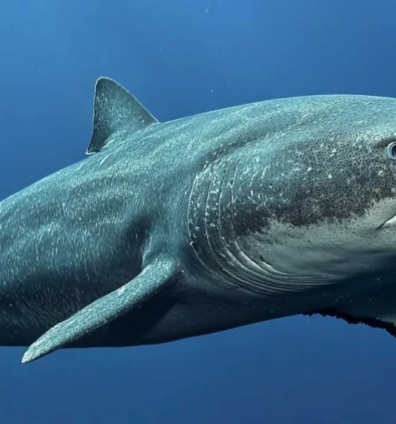 Squali della Groenlandia